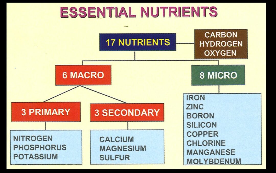 Sugarcane crop nutrition –  Six Easy Steps Update