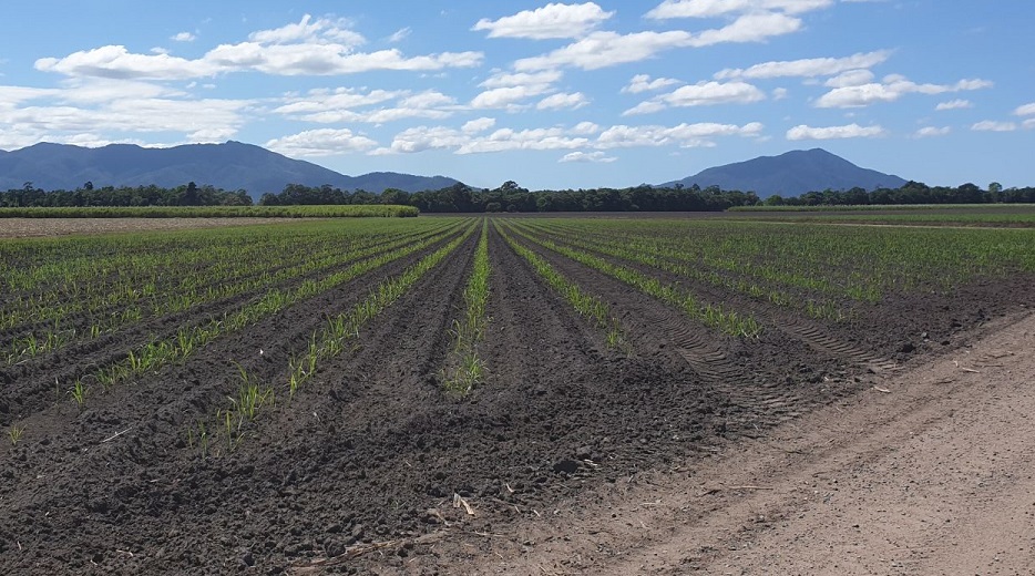 CCS sampling for Seed cane